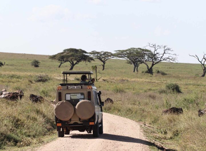 Serengeti National Park on Safari